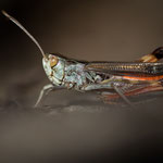 Gezeichneter Heidegrashüpfer (Stenobothrus grammicus)