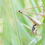 Gestreifte Südschrecke (Pachytrachis striolatus)
