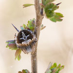 Agalenatea redii (Körbchenspinne)