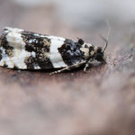 Phiaris bipunctana