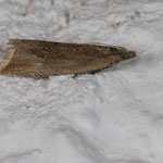 Bactra sp.