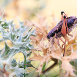 Anonconotus ghilianii