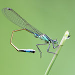 Ischnura elegans (Große Pechlibelle)