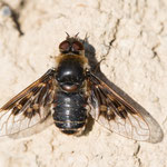 Thyridanthrax sp.