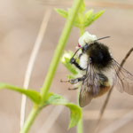 Veränderliche Hummel (Bombus humilis)