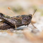 Gemeine Dornschrecke (Tetrix undulata)