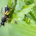 Tenthredo temula (Berauschte Blattwespe)
