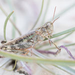 Östliche Strandschrecke (Epacromius coerulipes)