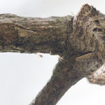 Eupithecia analoga (Fichtengallen-Blütenspanner)