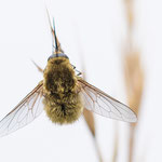 Systoechus ctenopterus (Kleiner Trockenrasen-Schweber)