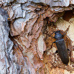 Dunkelbrauner Halsgrubenbock (Arhopalus rusticus)