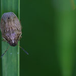 Neottiglossa pusilla