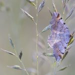 Macaria liturata (Violettgrauer Eckflügelspanner)