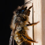 Rote Mauerbiene (Osmia bicornis)