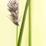 Cynaeda dentalis (Zahnbindenzünsler)