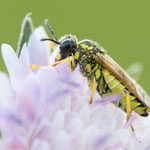 Tenthredo notha