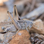 Mittlere Beißschrecke (Platycleis intermedia)