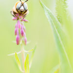 Melitturga sp. (Schwebebiene)