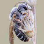 Vierbindige Furchenbiene (Halictus quadricinctus)