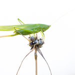 Große Schiefkopfschrecke (Ruspolia nitidula)