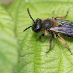 Andrena bicolor (Zweifarbige Sandbiene)
