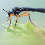 Große Habichtsfliege (Dioctria oelandica)
