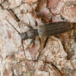Brauner Fichtensplintbock (Tetropium fuscum)
