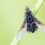 Bombylella atra (Schwarzer Wollschweber)