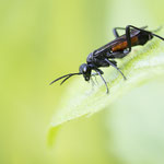 Macrophya annulata