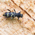 Clytus lama (Schmalfühleriger Widderbock)