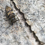 Leiopus sp.