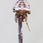 Zweihöckerige Kreuzspinne (Gibbaranea bituberculata)