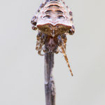 Gibbaranea bituberculata (Zweihöckerige Kreuzspinne)