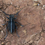 Dorcadion arenarium