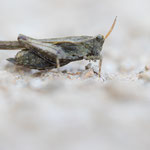 Säbel-Dornschrecke (Tetrix subulata)
