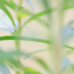 Kleiner Kohlweißling (Pieris rapae)