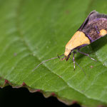 Oecophora bractella