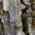 Leiterbock (Saperda scalaris)
