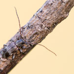 Linden-Wimpernhornbock (Exocentrus lusitanus)