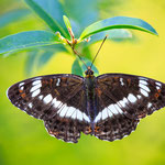 Kleiner Eisvogel (Limenitis camilla)