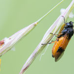 Arge cyanocrocea