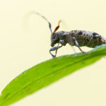 Leiopus sp.