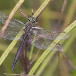 Somatochlora sp. (Smaragdlibelle)