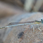 Platycnemis latipes (Weiße Federlibelle)