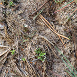 Blauflügelige Ödlandschrecke (Oedipoda caerulescens)