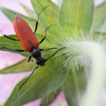 Blutroter Halsbock (Anastrangalia sanguinolenta)