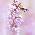 Halictus scabiosae (Gelbbindige Furchenbiene)