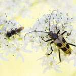 Gelber Vierfleckbock (Pachyta quadrimaculata)