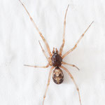 Steatoda triangulosa (Dreiecks-Fettspinne)