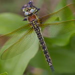 Brachytron pratense (Früher Schilfjäger)